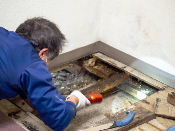 Best Residential Mold Remediation in Catahou, LA