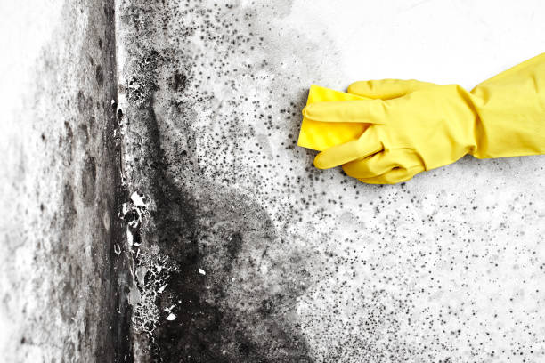 Best Health and Safety Mold Remediation in Catahou, LA