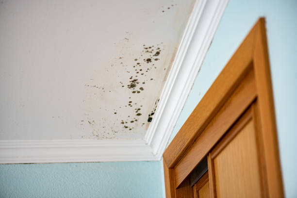 Best Black Mold Remediation in Catahou, LA