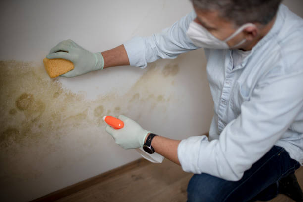 Best DIY Mold Remediation Support Services in Catahou, LA