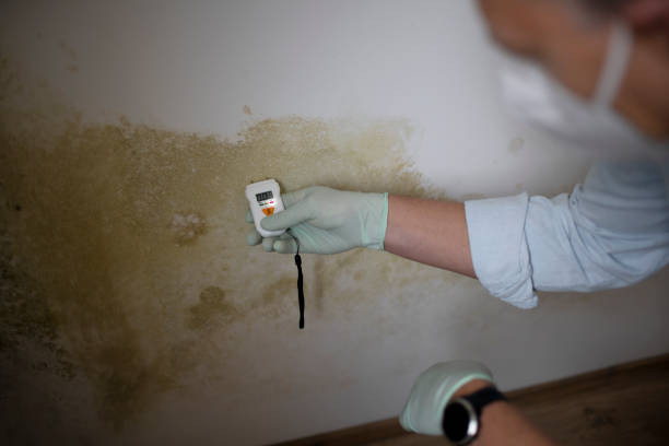 Professional Mold Remediation in Catahoula, LA