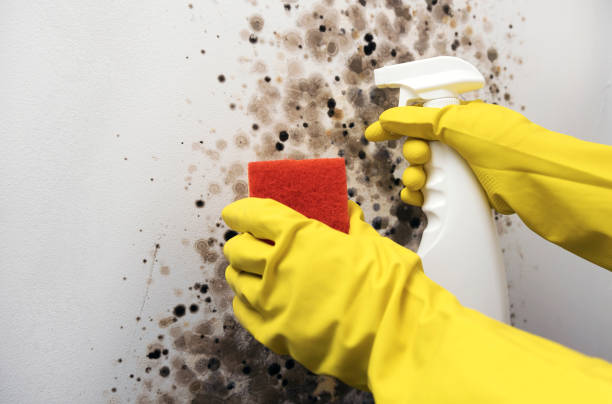 Best Crawl Space Mold Remediation in Catahou, LA