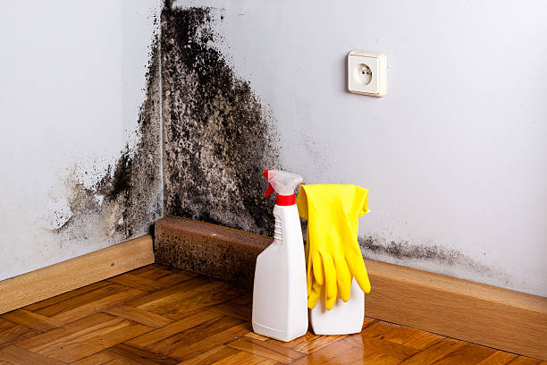 Best Post-Flood Mold Remediation in Catahou, LA
